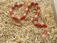 Lampropeltis triangulum sinaloae