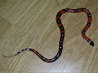 Lampropeltis triangulum sinaloae