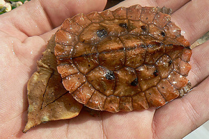 Chelus fimbriatus
